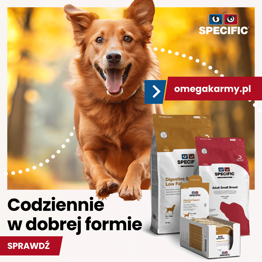 SPECIFIC pies jesień